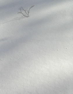 snow field2.jpg